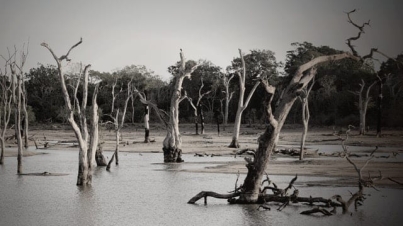 Banjir Bandang di Situbondo, Ratusan Rumah Terendam