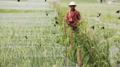 Banjir Landa Sultra, Ribuan Ton Padi Siap Panen Terancam Gagal